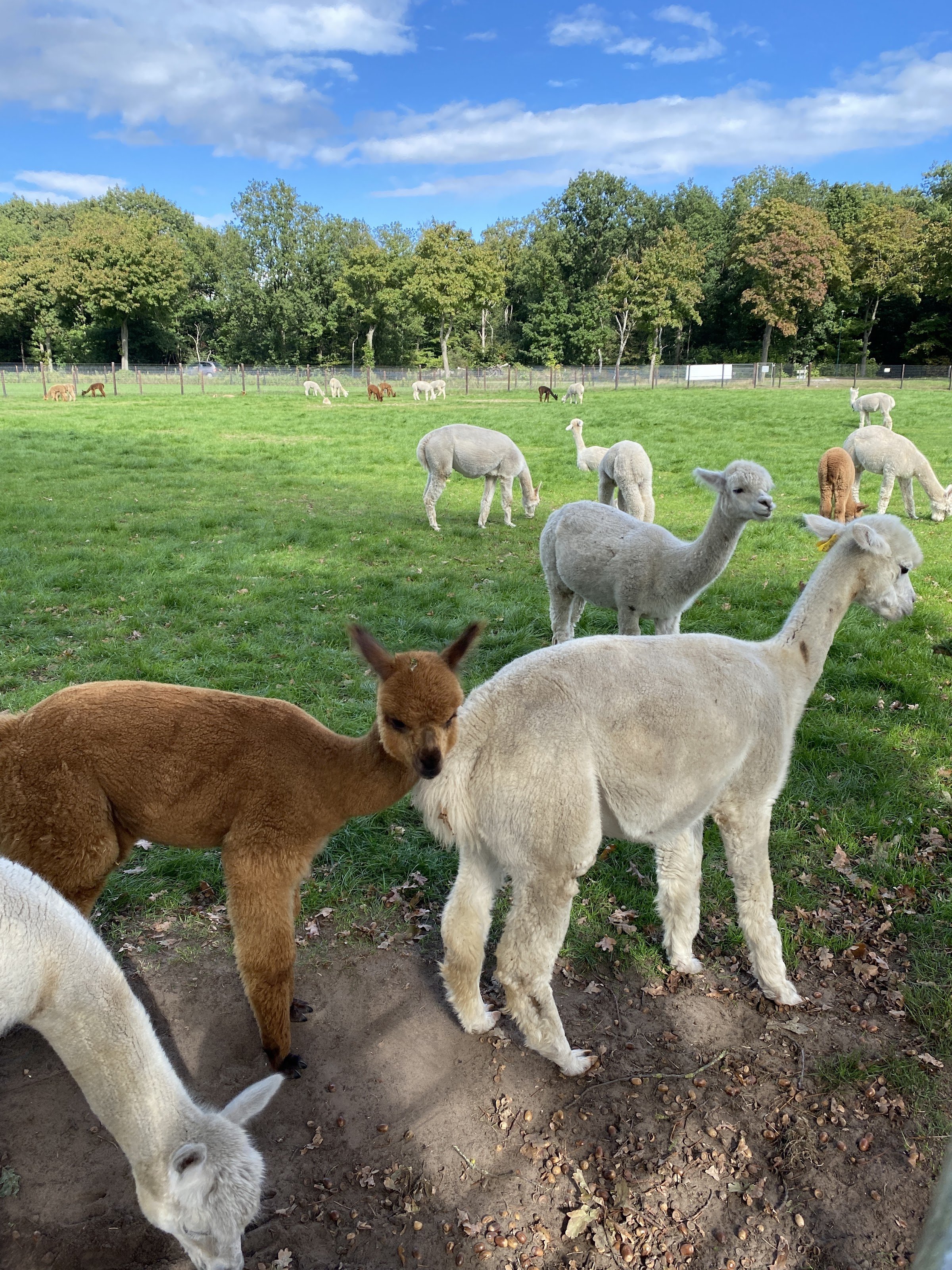 Alpacafarm Vorstenbosch - Alpaca boerderij